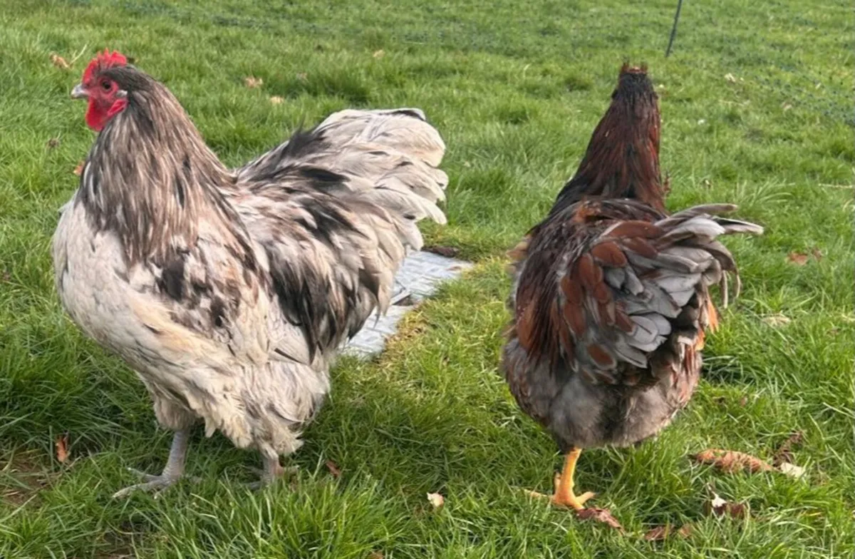 Roosters Must Go This Weekend*Hens also available - Image 4