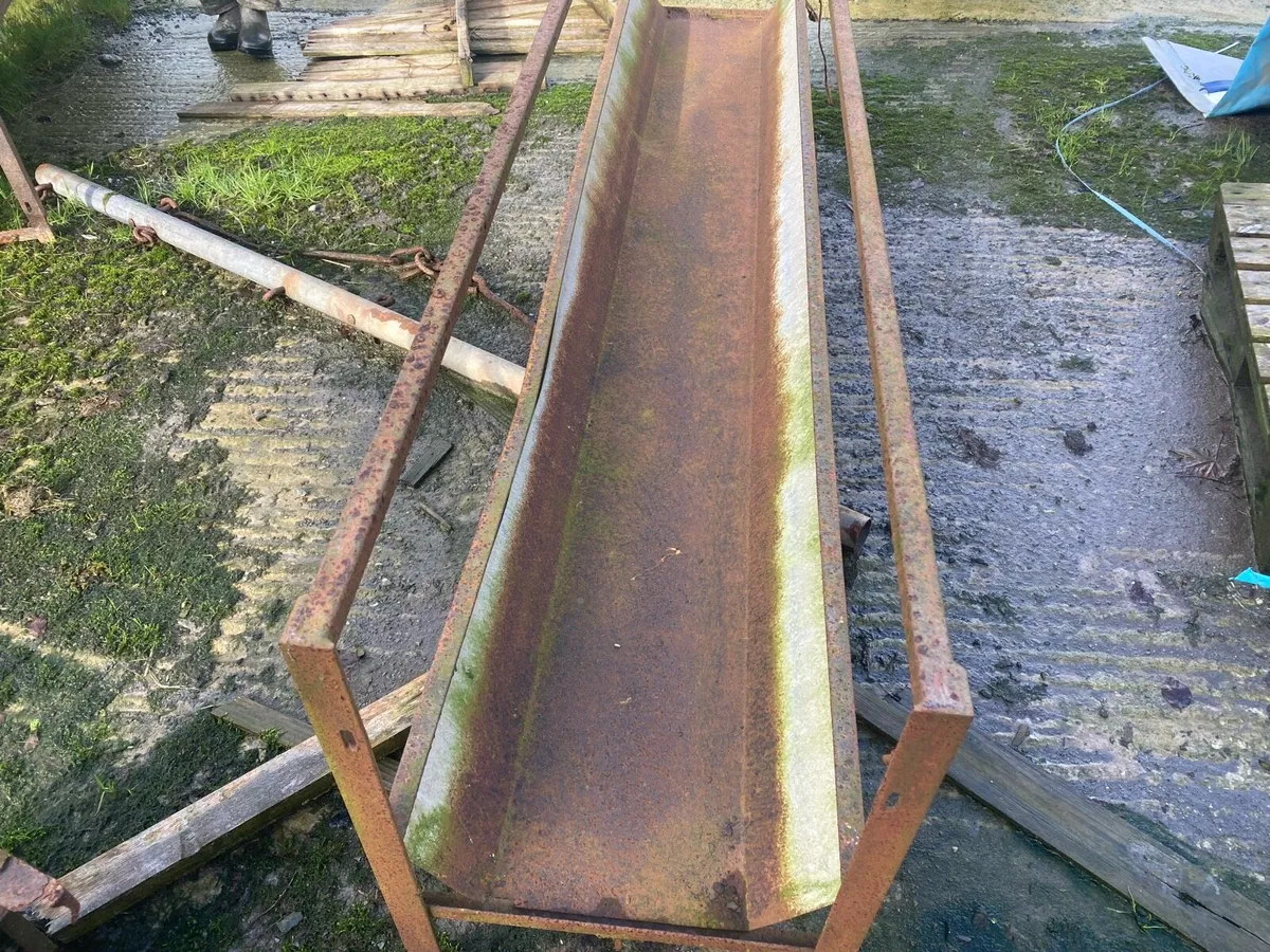 sheep walk through feeders - Image 2