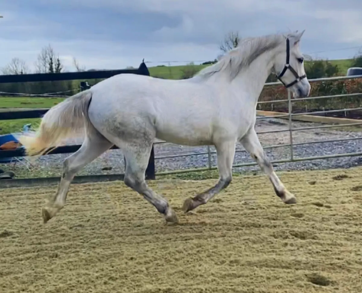 Connemara gelding - Image 2