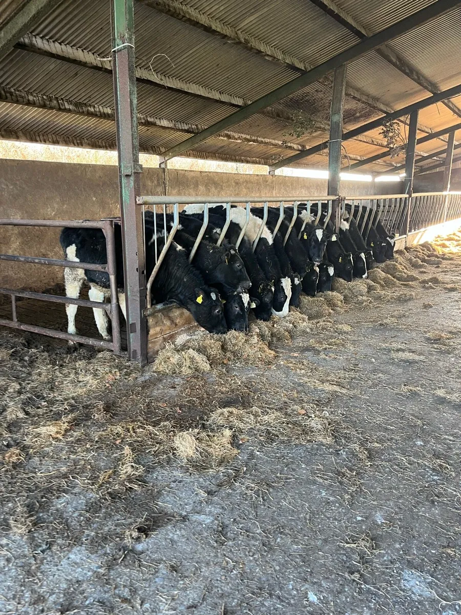 29 friesian bullocks - Image 1