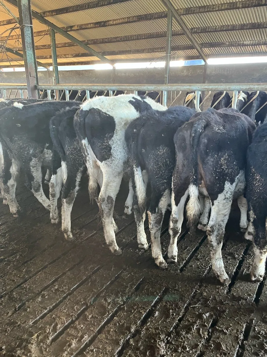 29 friesian bullocks - Image 4