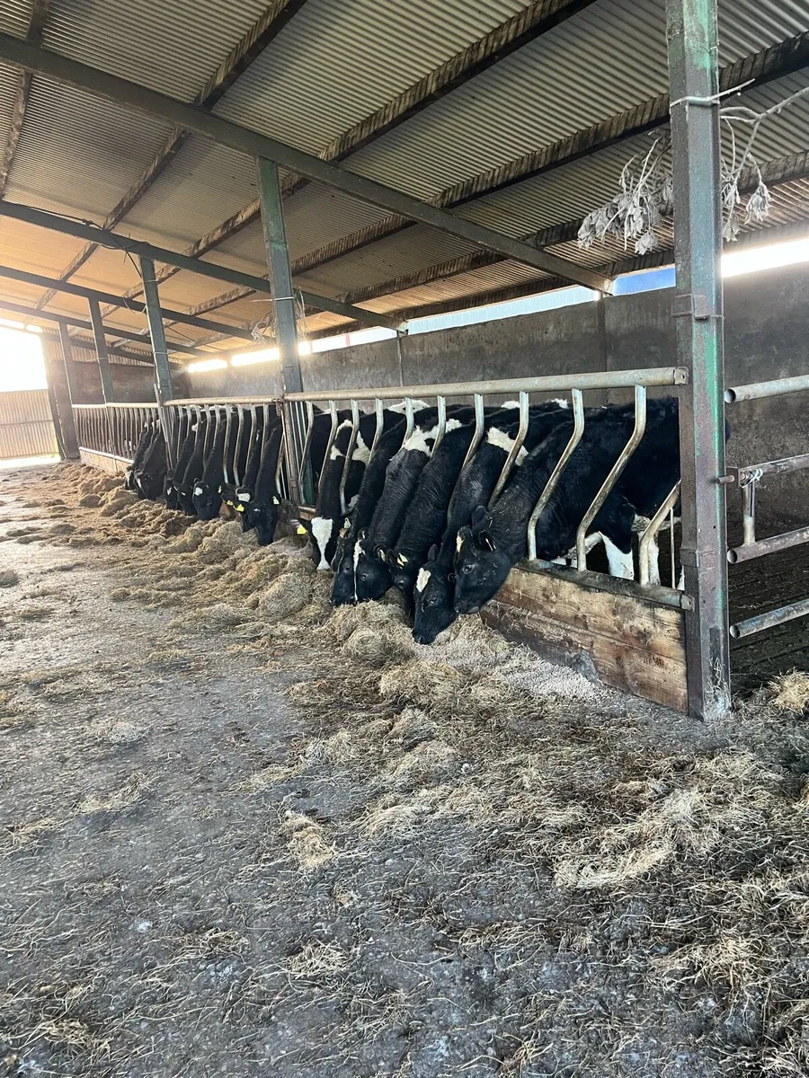 29 friesian bullocks - Image 2