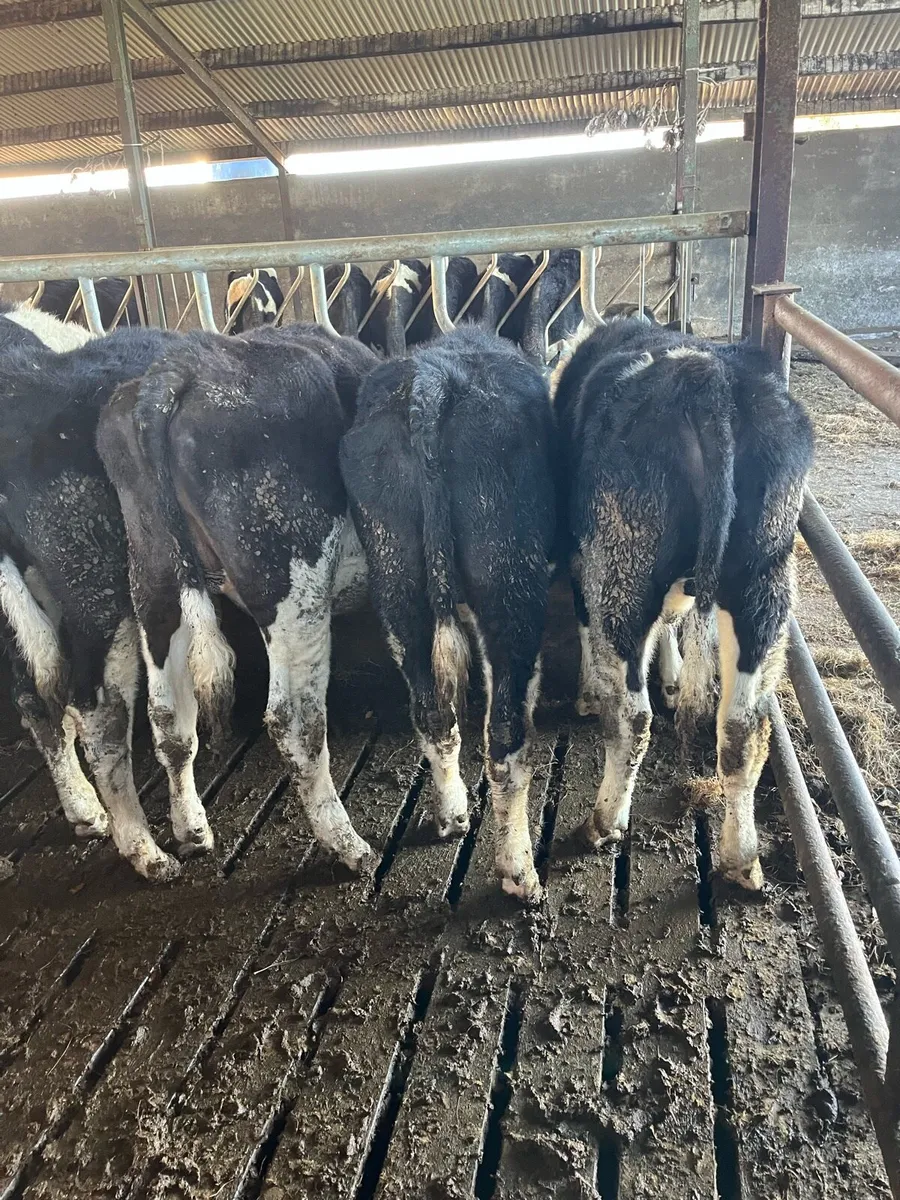 29 friesian bullocks - Image 3