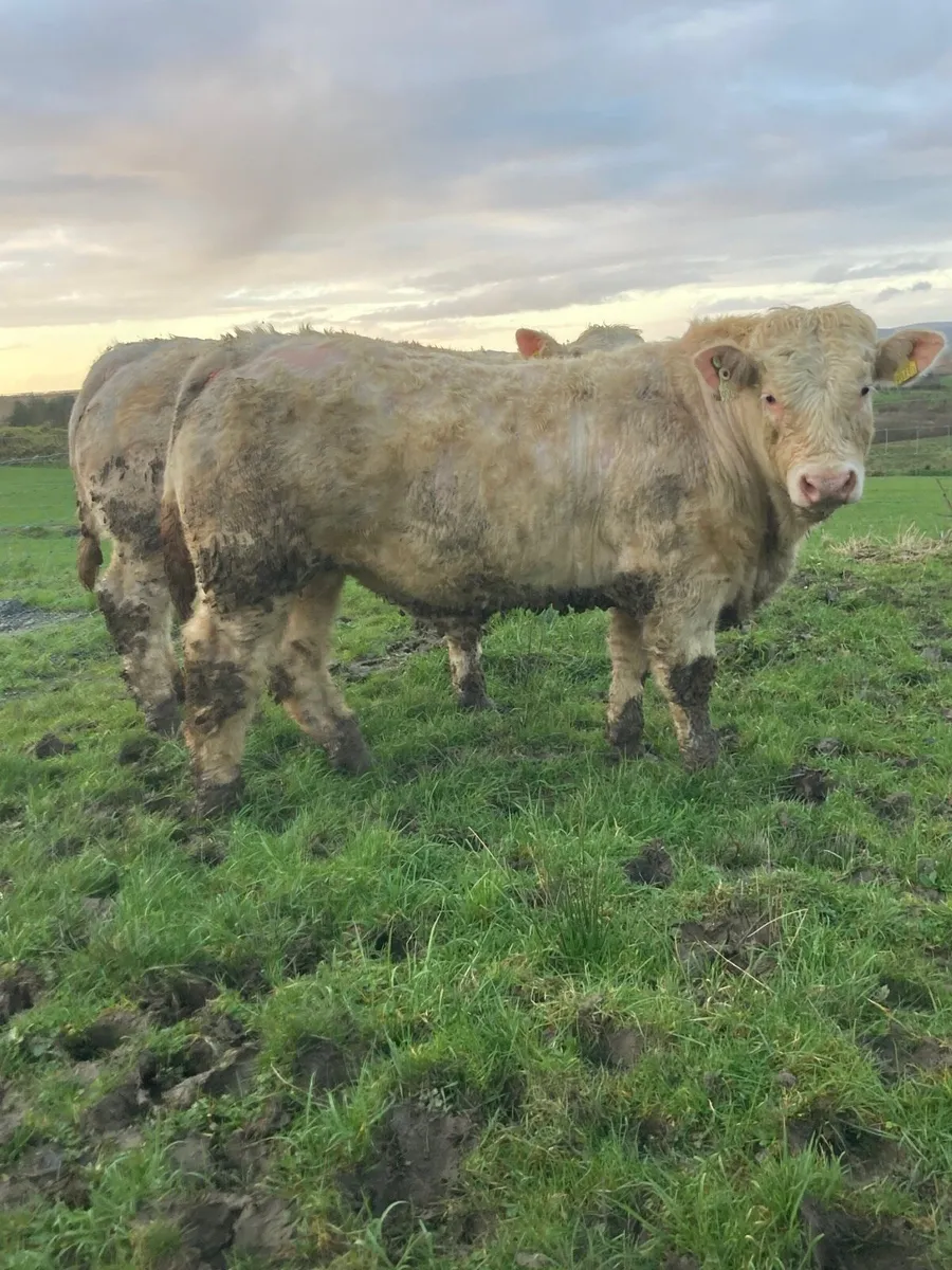 SuperPBR Pirate Charolais bull - Image 1