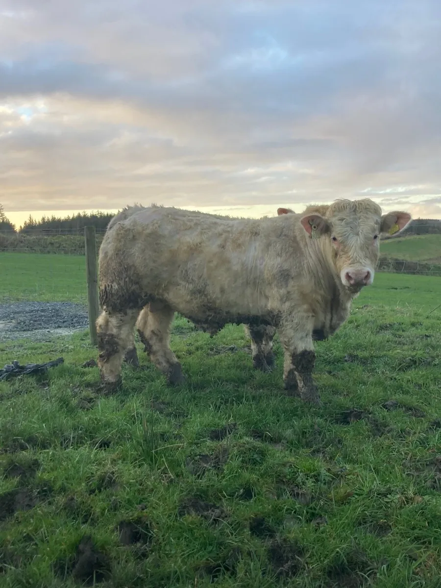 SuperPBR Pirate Charolais bull - Image 2