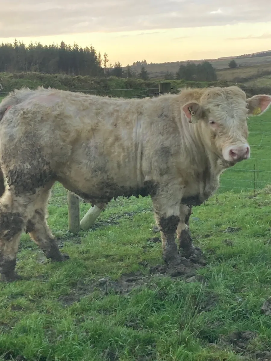 SuperPBR Pirate Charolais bull - Image 3