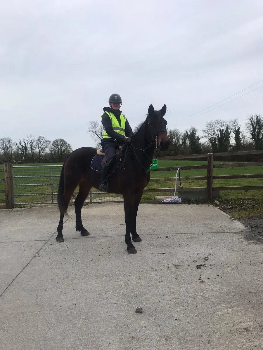 3yr old filly - Image 1