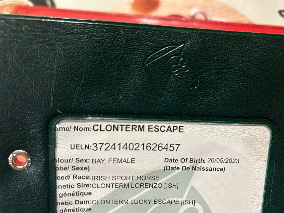 3yr old filly - Image 2