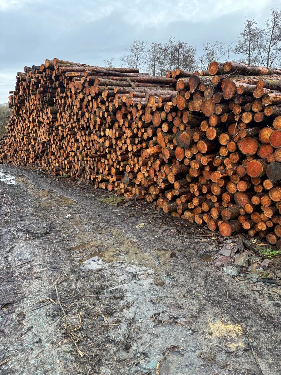 Larch firewood - Image 1