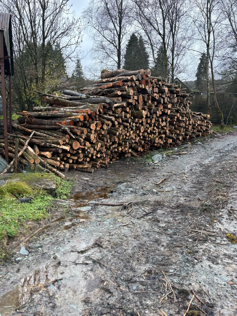 Larch firewood - Image 2