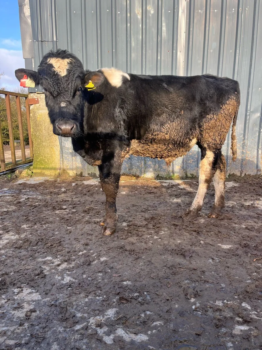 Teaser bull - Image 4