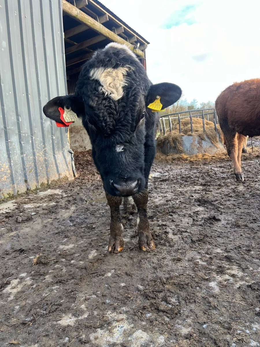 Teaser bull - Image 2