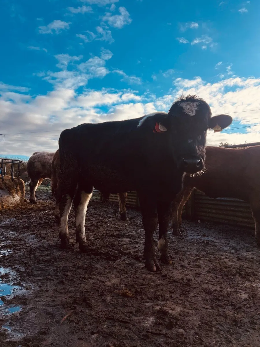 Teaser bull - Image 1