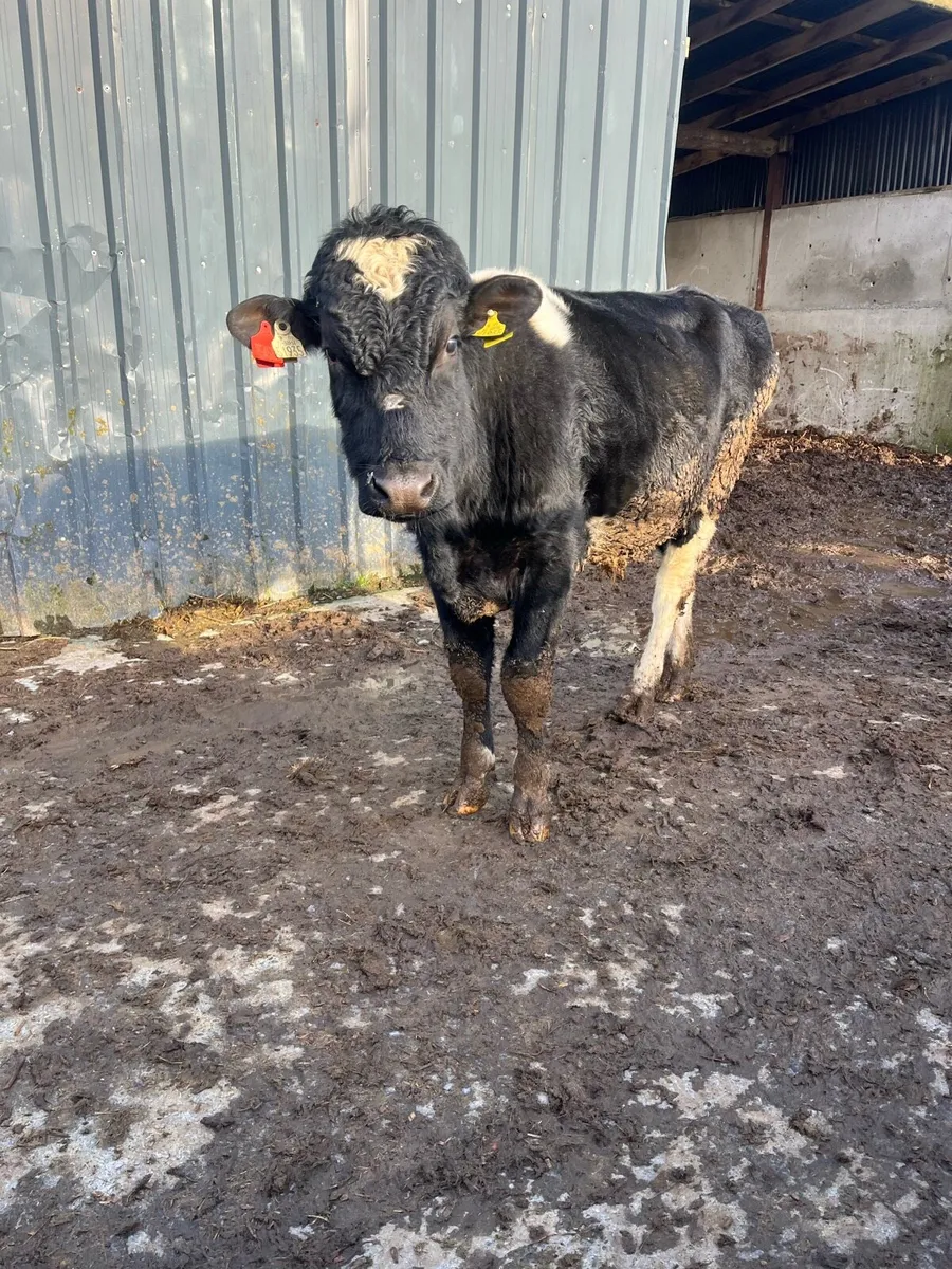 Teaser bull - Image 3