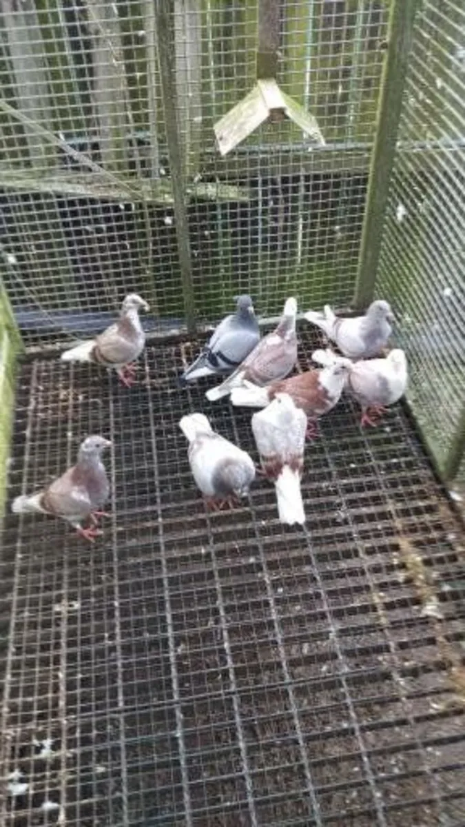 QUALITY - VAN DEN BULCK'S YOUNG BIRD KITS - Image 4