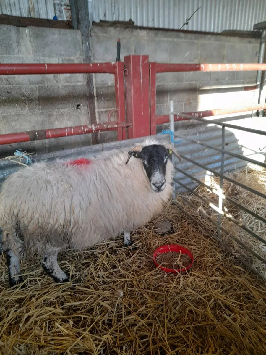 Foster ewe - Image 2