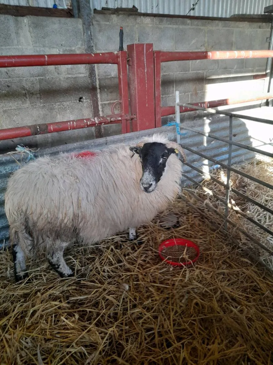 Foster ewe - Image 1
