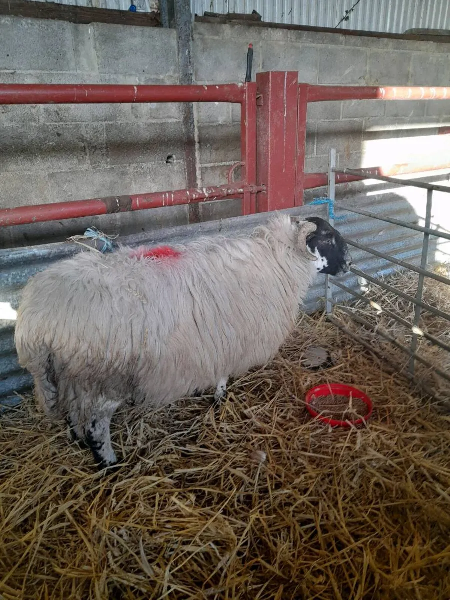 Foster ewe - Image 3