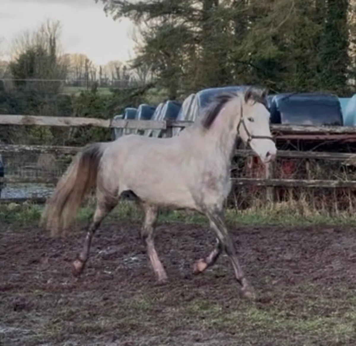 Irish Draught Gelding - Image 3