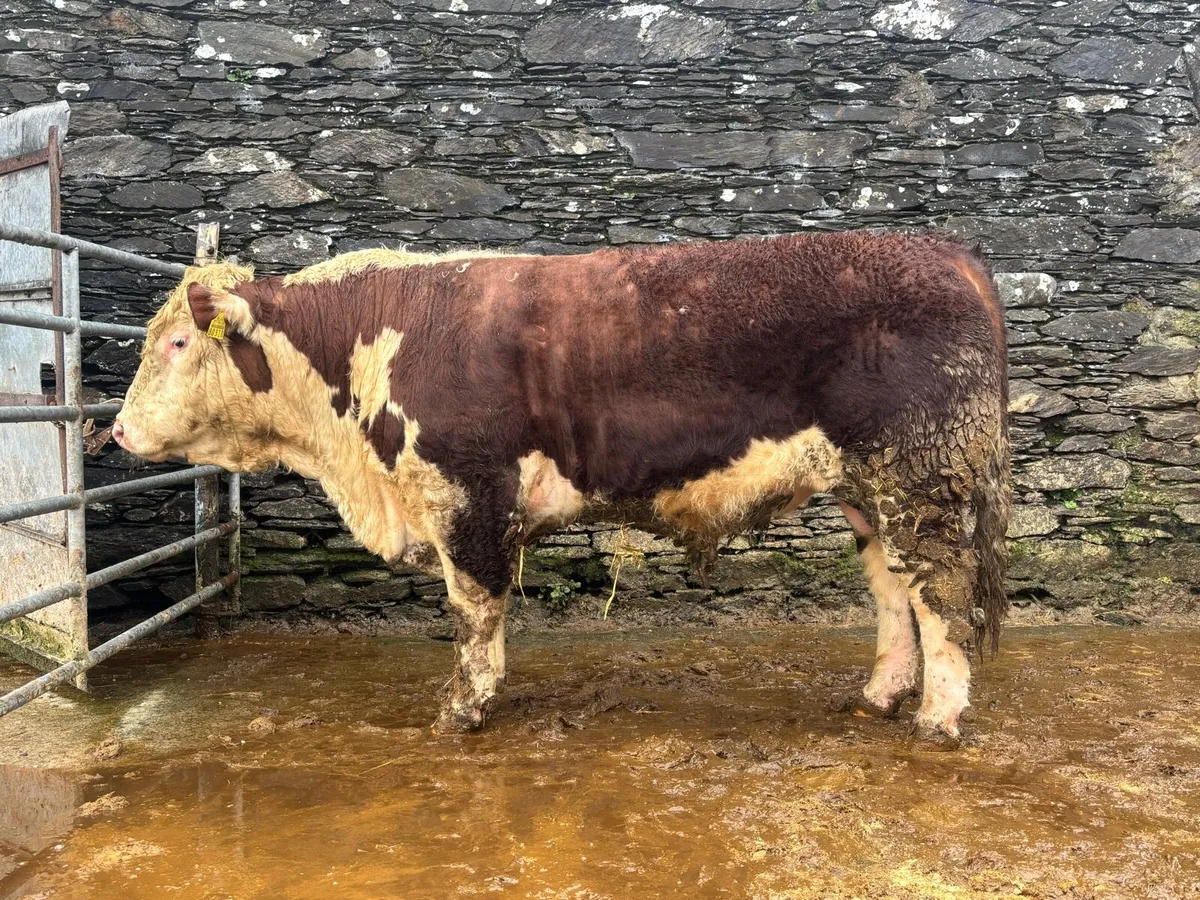 Hereford Bull - Image 3
