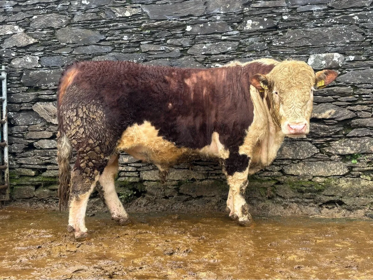 Hereford Bull - Image 1