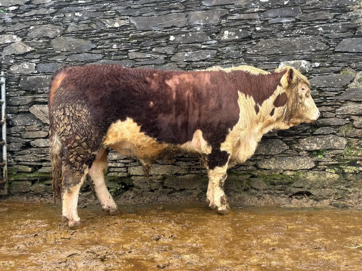 Hereford Bull - Image 2