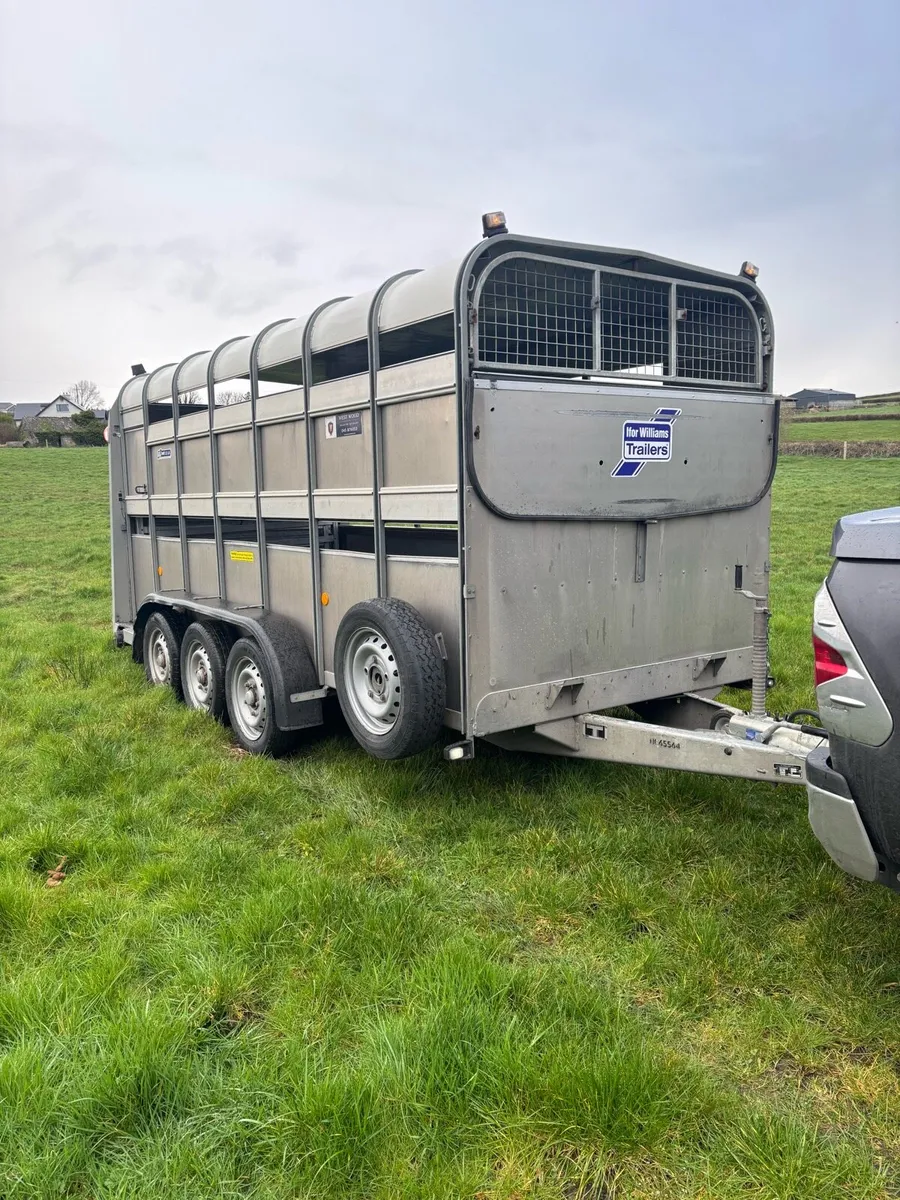 2023 Ifor williams 14x6 cattle box - Image 2