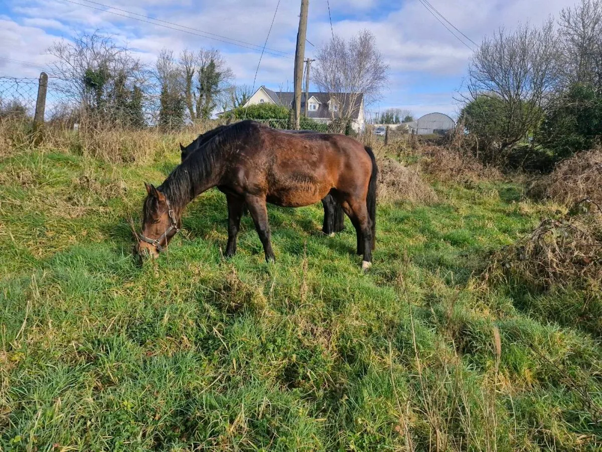 3 Broodmare heavy infoal - Image 4