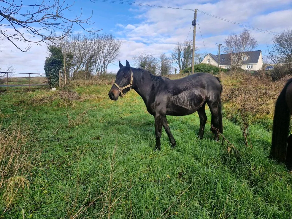 3 Broodmare heavy infoal - Image 1