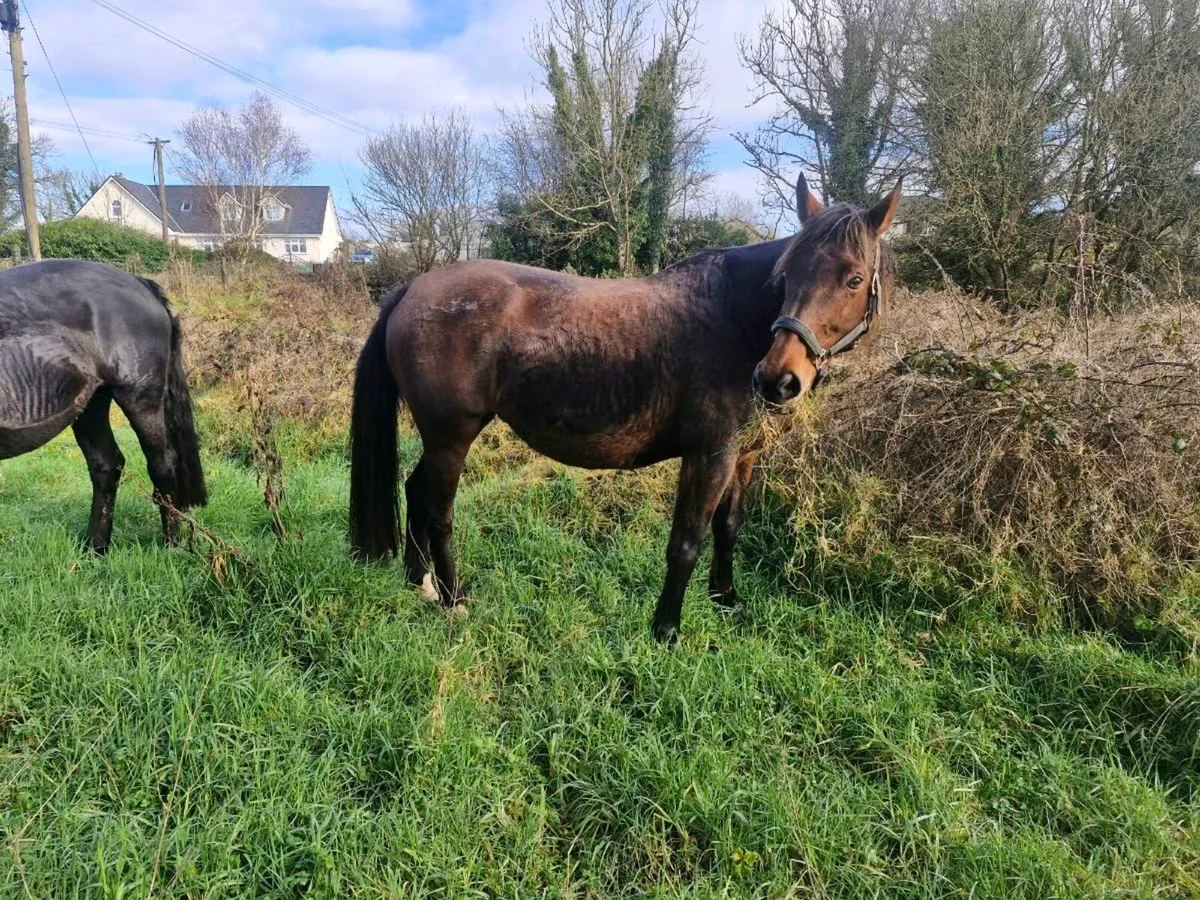 3 Broodmare heavy infoal - Image 3