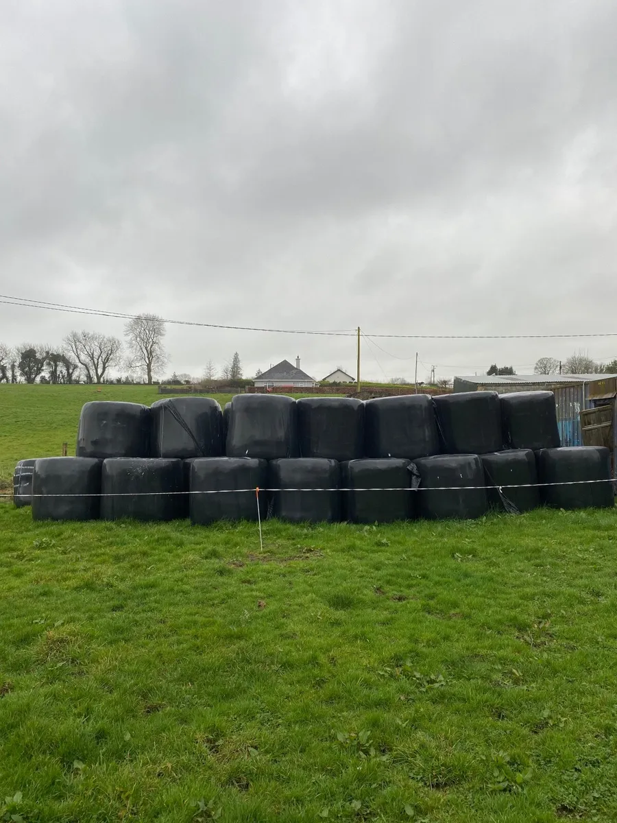 Silage bales - Image 1