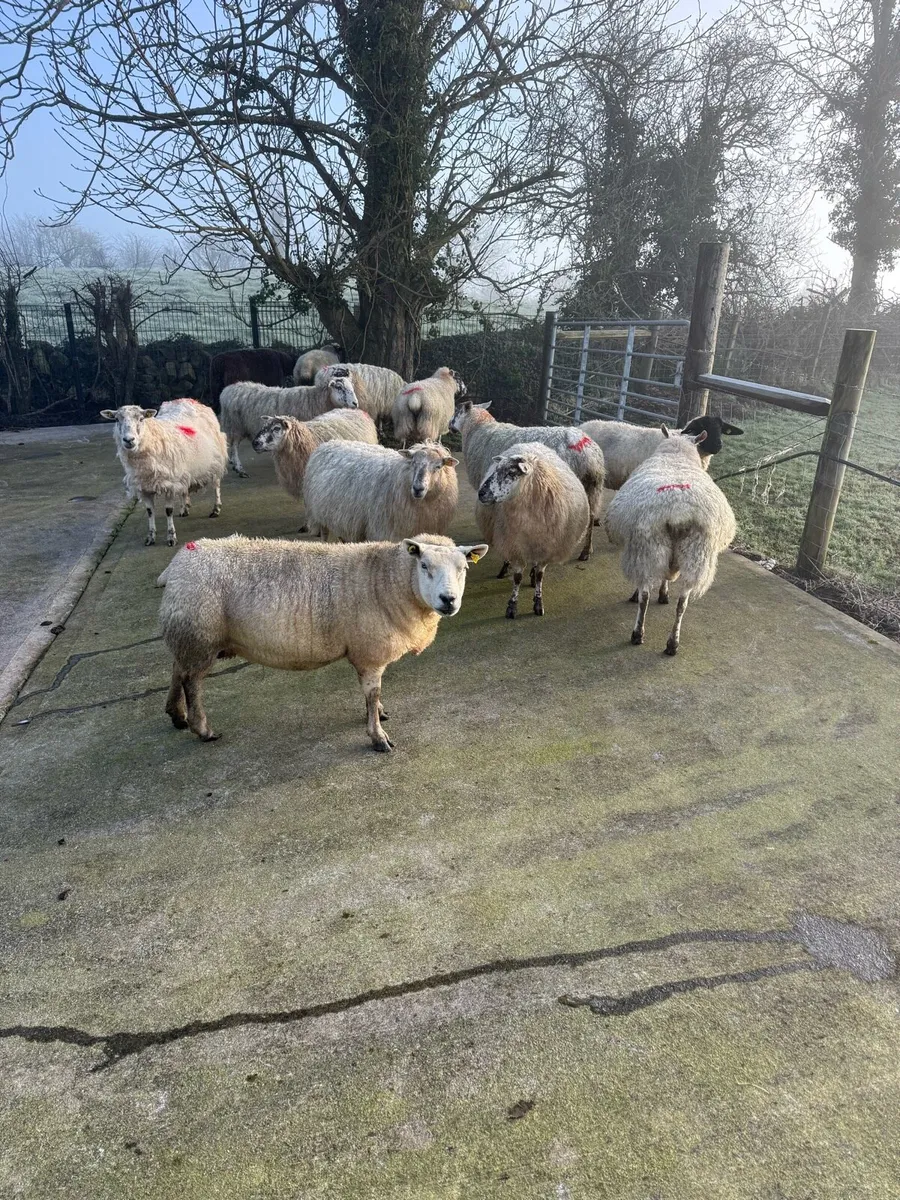 Ewes in lamb - Image 1