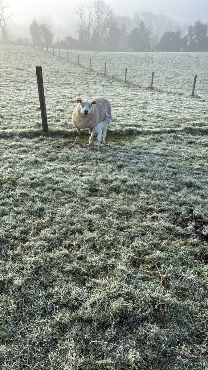 Ewes in lamb - Image 2