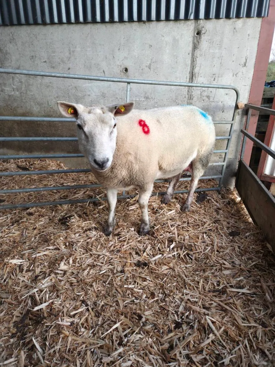 Foster Ewe - Image 1