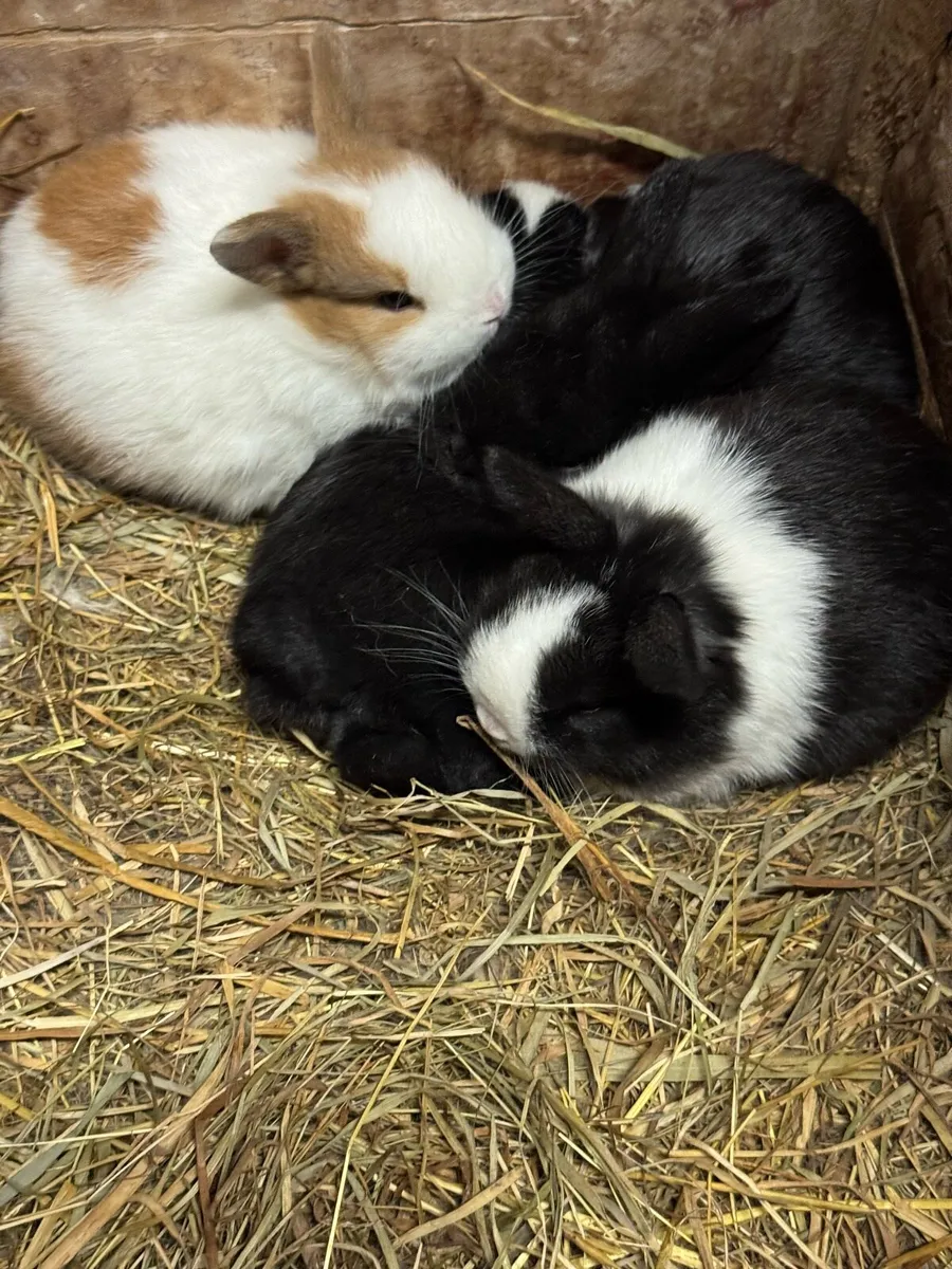 Rabbits - Image 1