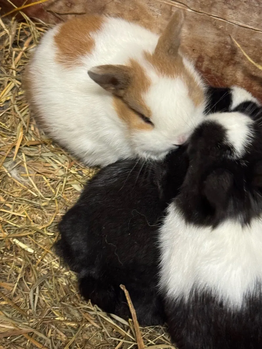 Rabbits - Image 3