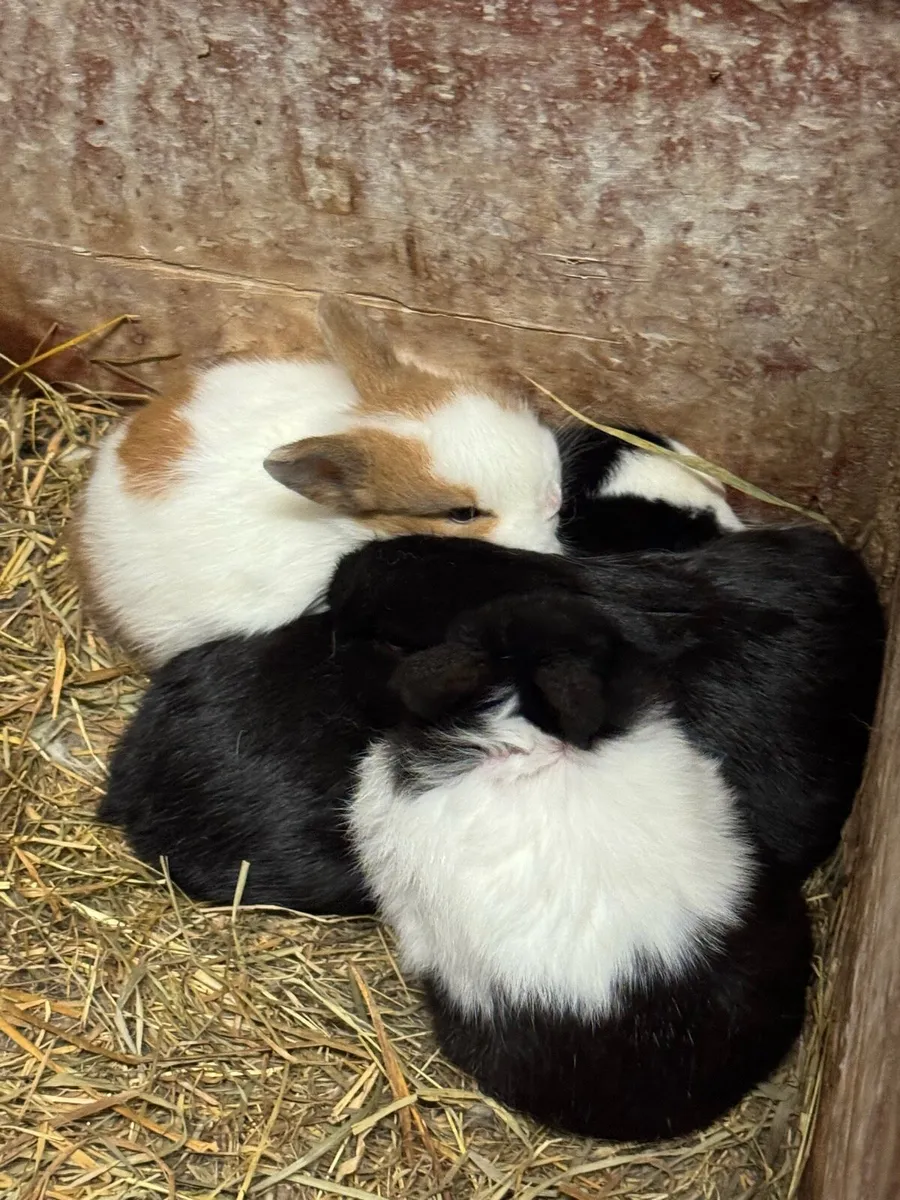 Rabbits - Image 2
