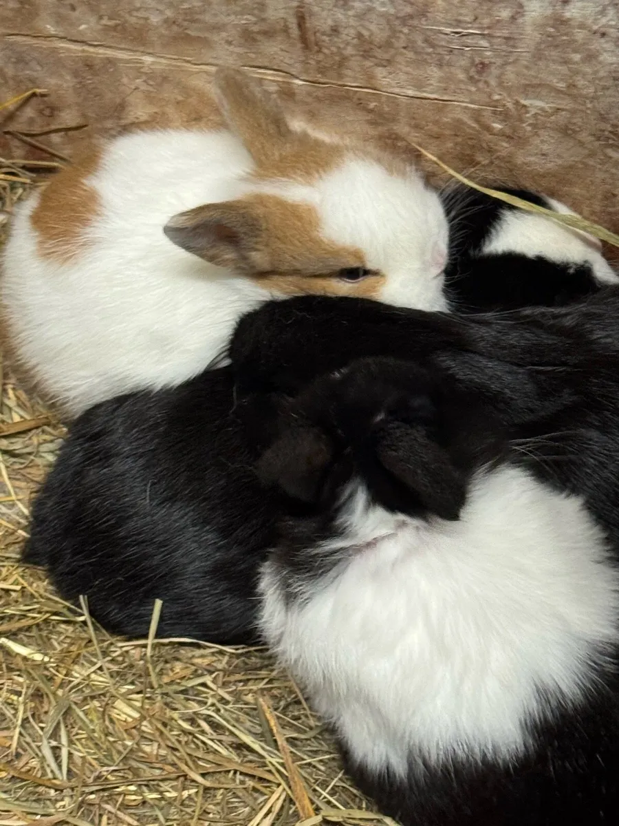 Rabbits - Image 4