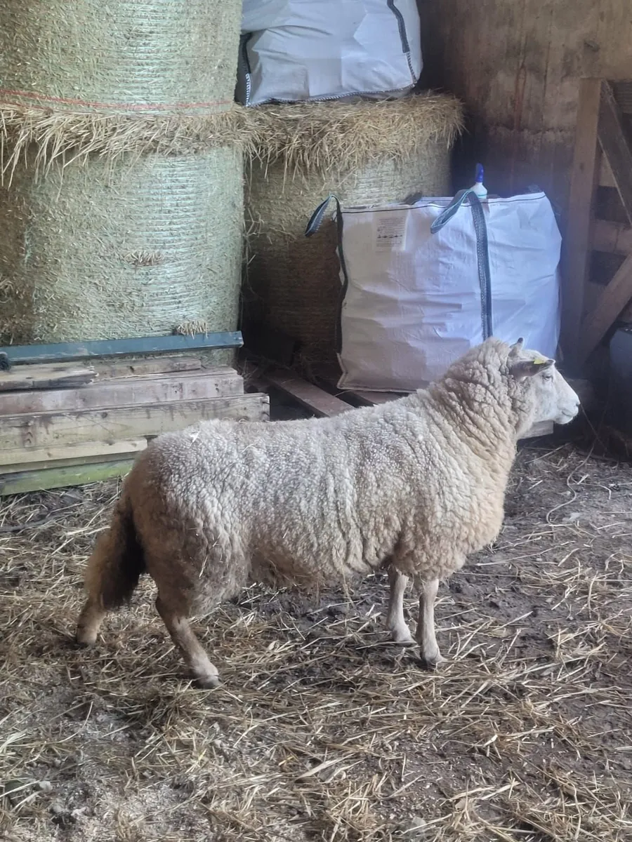 Foster ewe - Image 1