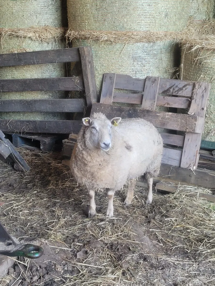 Foster ewe - Image 2