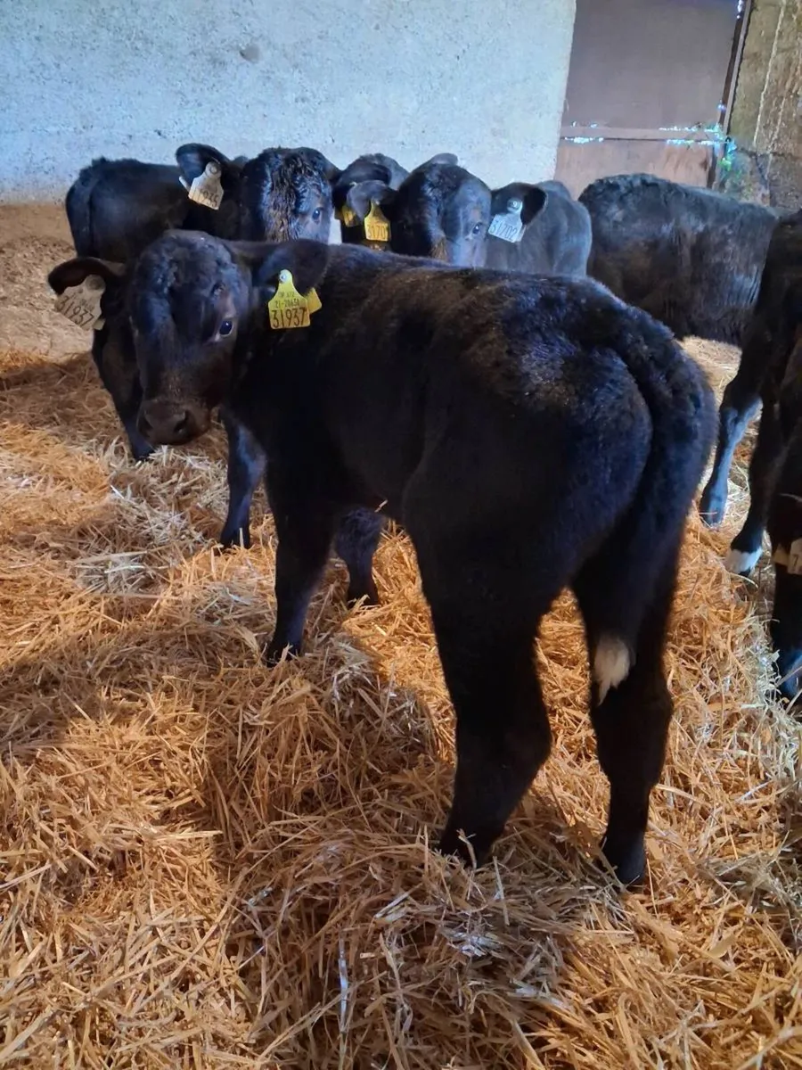Top Quality Angus & Hereford Bull Calves - Image 2
