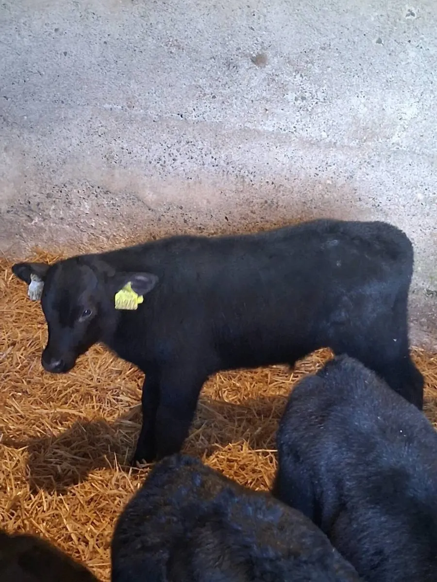 Top Quality Angus & Hereford Bull Calves - Image 3