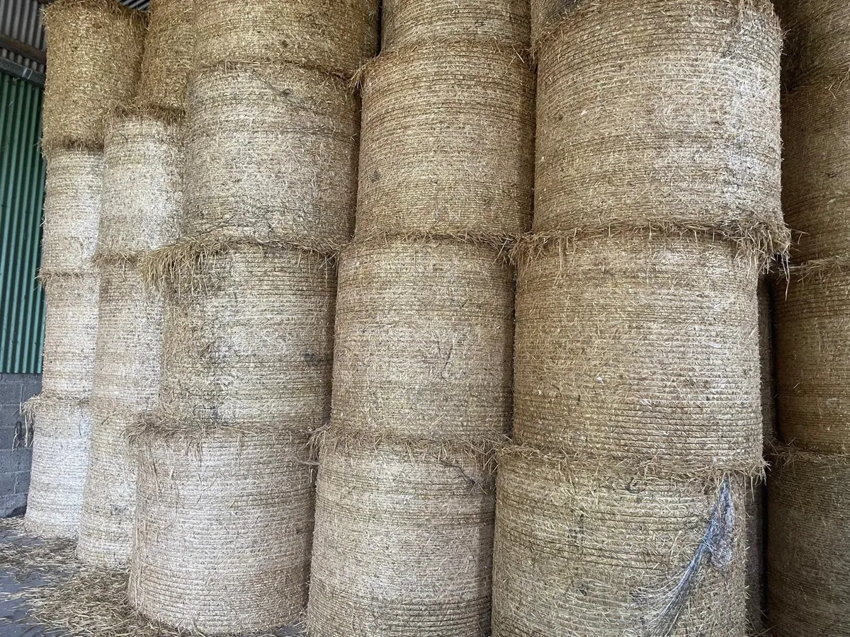 Straw for sale - Image 2