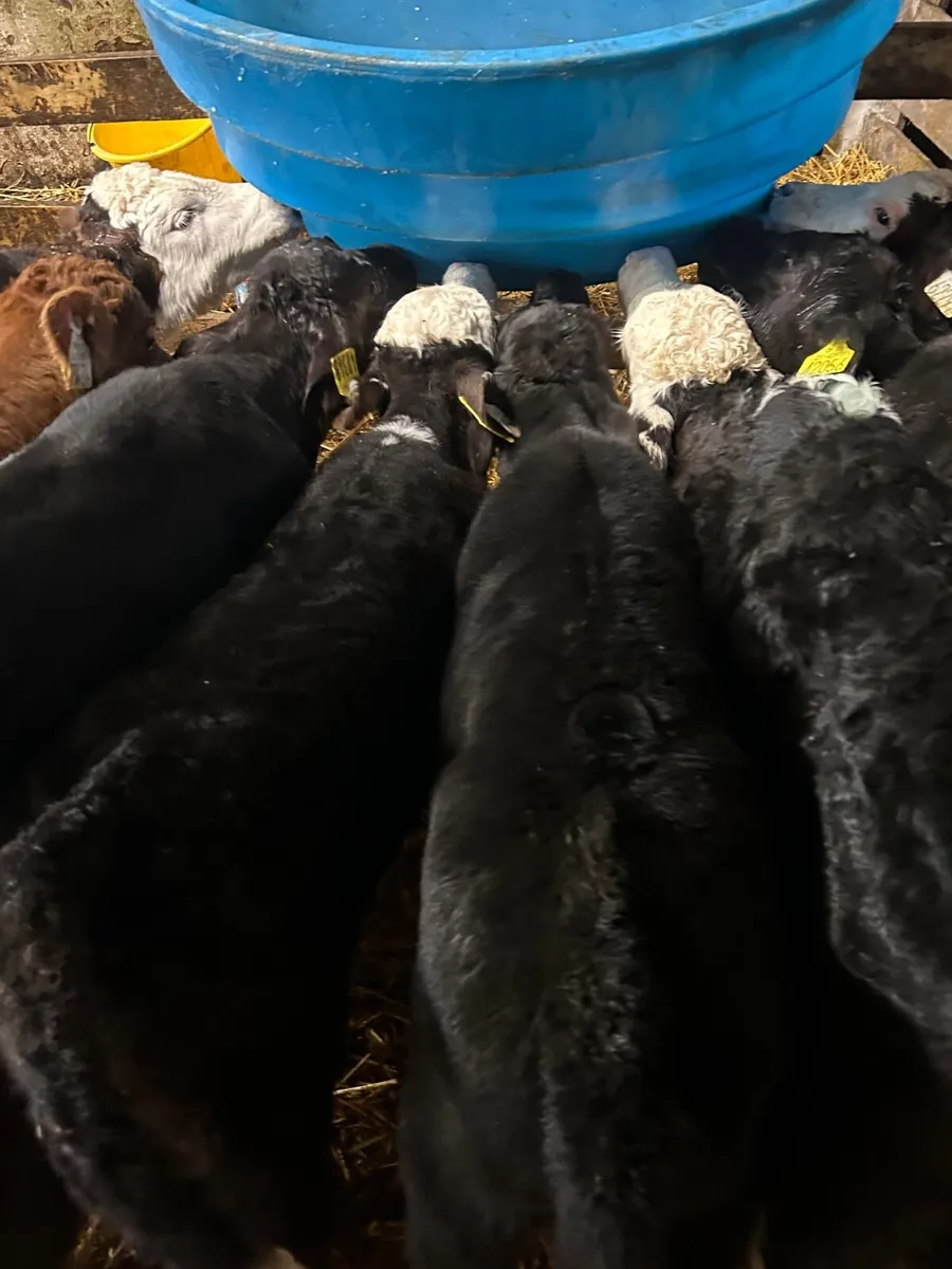 8 Hereford/Angus Heifer calves - Image 1