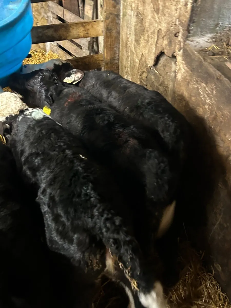 8 Hereford/Angus Heifer calves - Image 2