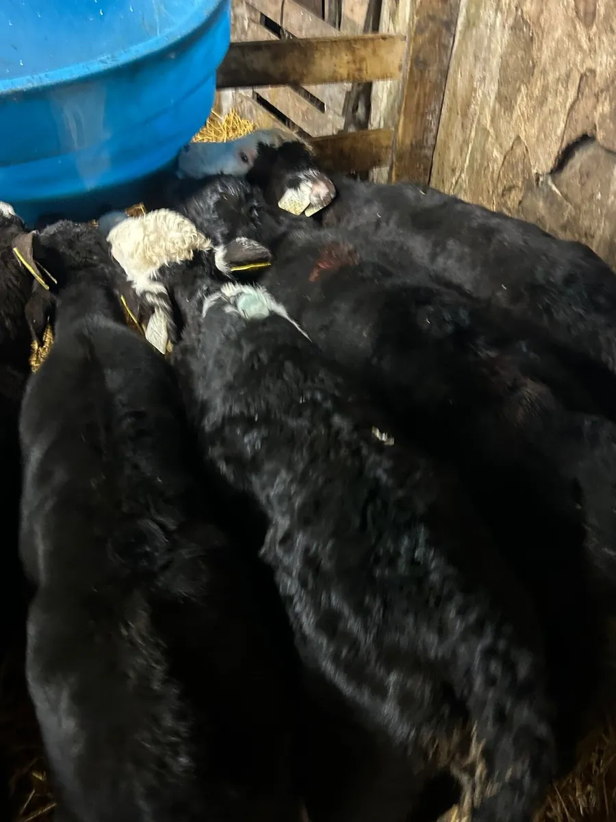 8 Hereford/Angus Heifer calves - Image 3