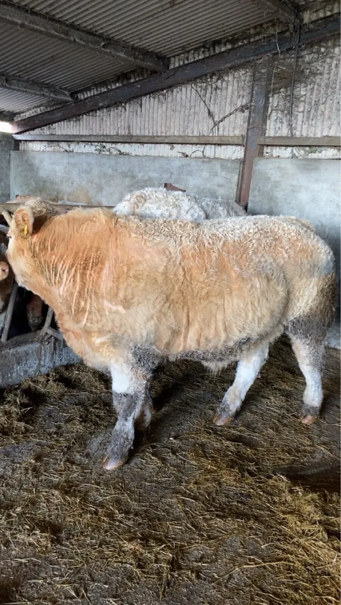 🔥 Show Bullock 🔥 - Image 1