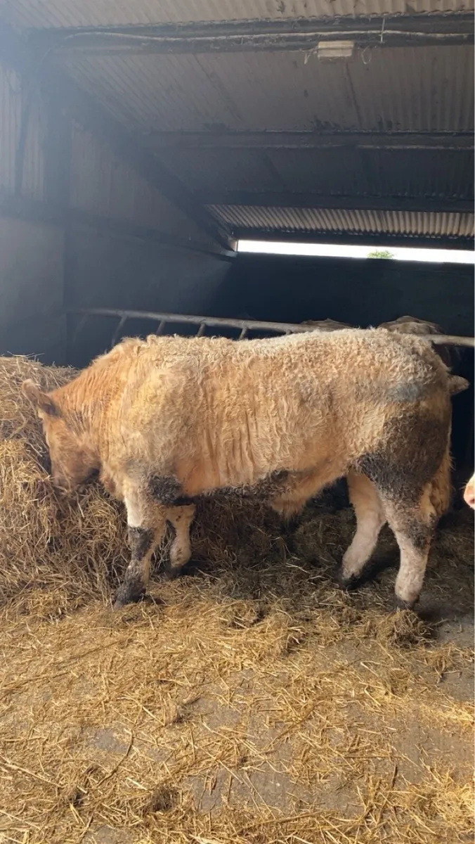 🔥 Show Bullock 🔥 - Image 2