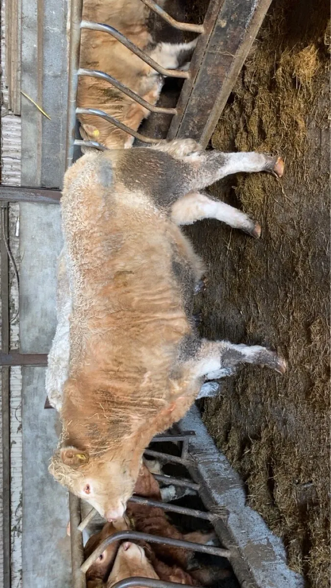 🔥 Show Bullock 🔥 - Image 3