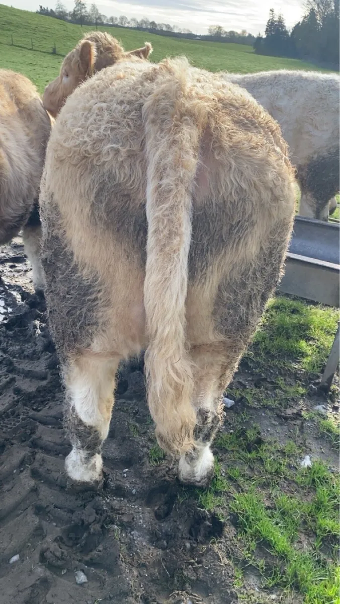 🔥 Show Bullock 🔥 - Image 4